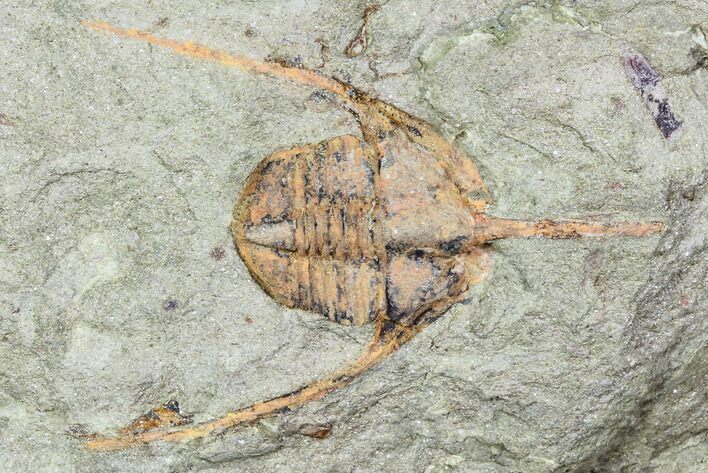 Lonchodomas (Ampyx) Trilobite - Morocco #105877